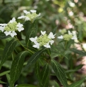 Hydrangea serrata var.amagiana 