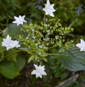 Hydrangea macrophylla 'Hanabi'