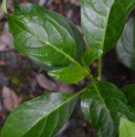 Hydrangea macrophylla 'Mikamba Gaku'