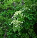 Hydrangea petiolaris