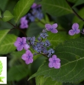 Hydrangea serrata 'Obuse' CBJP1019 