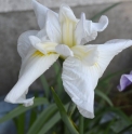 Iris ensata 'Koyukiji'