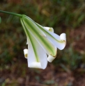 Lilium brownii CBCH809