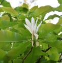 Magnolia tripetala