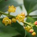 Mahonia eurybracteata x nitens