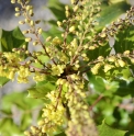 Mahonia x lindsayae 'Cantab'