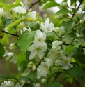 Malus baccata
