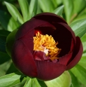 Paeonia 'Illini Warrior'