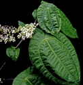 Pilea insolens