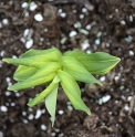 Polygonatum odoratum 'Daikoga' 