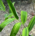 Polygonatum falcatum 'Goshikidai'