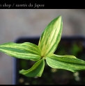 Polygonatum lasianthum 'Fuyu'