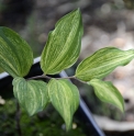Polygonatum lasianthum 'Kuro Ki Shima Fu'