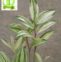 Polygonatum odoratum 'Koda Nishiki'