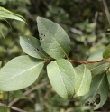 Populus koreana