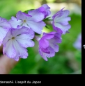 Primula sieboldii 'Hana Shigure'