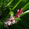 Reineckea carnea 'Crug's Linearleaf' BWJ8029