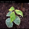 Rhus ambigua 'Variegata Les Avettes'