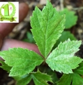 Rodgersia podophylla 'Aka Un'