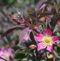 Rosa glauca