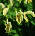 Salvia nubicola