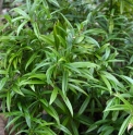 Sarcococca saligna