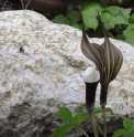 Arisaema sikokianum