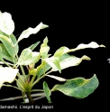 Stauntonia hexaphylla 'Shiromi'