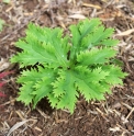 Syneilesis palmata 'Shishi ba'