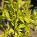 Syringa villosa 'Aurea'