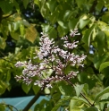 Syringa aff.yunnanensis CH4898