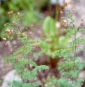 Thalictrum isopyroides