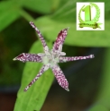 Tricyrtis hirta 'Kon Fukurin Fu'