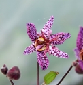 Tricyrtis hirta 'Miyazaki'