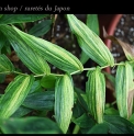 Tricyrtis macrantha 'Sen-jo no'