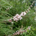 Vitex agnus-castus 'alba'