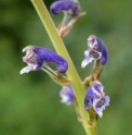 Aconitum scaposum BO-15-004