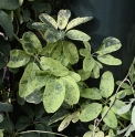 Akebia quinata 'Variegata' 