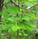 Akebia trifoliata CBMBJP2012