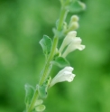 Scutellaria albida 