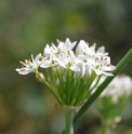 Allium odorum