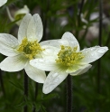 Anemone multifida