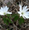 Anemone raddeana