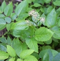 Aralia californica