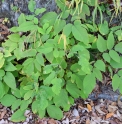 Aralia cordata CMBJP2072