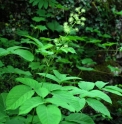 Aralia cordata BSWJ 8524