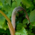 Arisaema fargesii