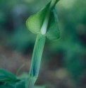 Arisaema heterophyllum 