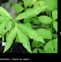 Arisaema thunbergii 'Kinshi'