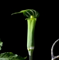 Arisaema peninsulae